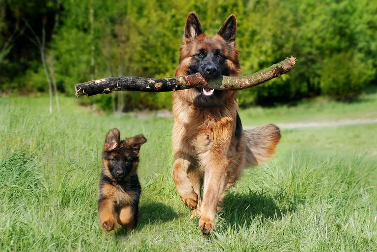 découvrez l'univers fascinant des bergers, ces gardiens dévoués des troupeaux. explorez les techniques de pâturage, les races de chiens de berger et les traditions séculaires qui entourent ce métier essentiel au cœur de la vie rurale.