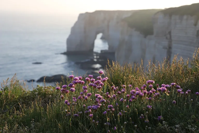 découvrez la beauté et l'histoire de la normandie, une région fascinante de france connue pour ses paysages pittoresques, ses plages historiques, ses charmants villages et sa gastronomie réputée. parfait pour les amateurs d'histoire, de nature et de culture.