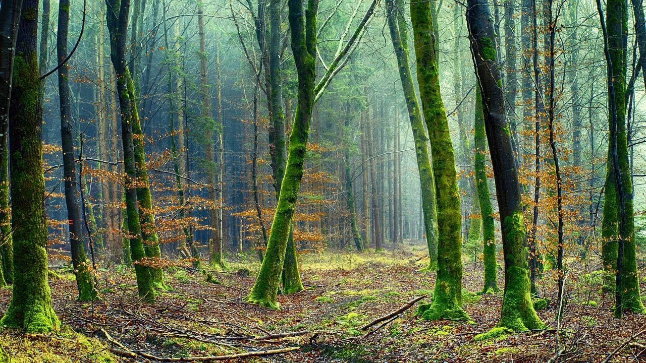 découvrez notre article sur l'environnement, qui explore les enjeux écologiques actuels, les solutions durables et l'importance de préserver notre planète pour les générations futures.