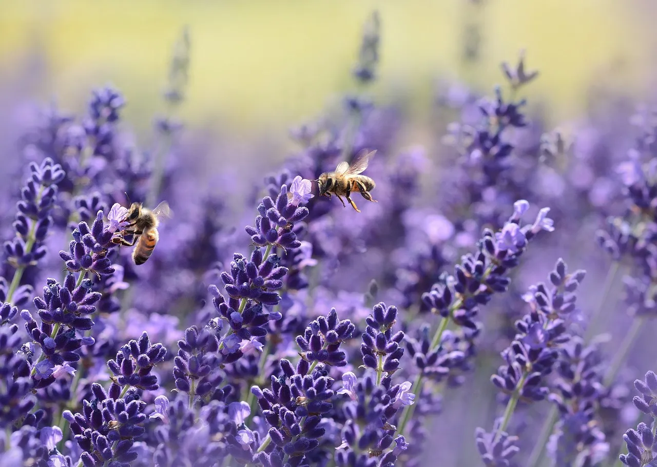 découvrez le monde fascinant des abeilles, ces pollinisateurs essentiels à notre écosystème. apprenez tout sur leur rôle crucial, leur comportement fascinant, et comment nous pouvons les protéger pour un avenir plus durable.